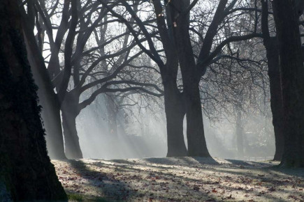 Misty Park