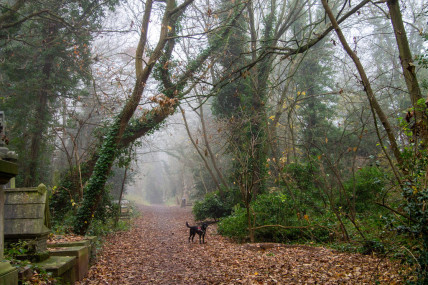 Misty