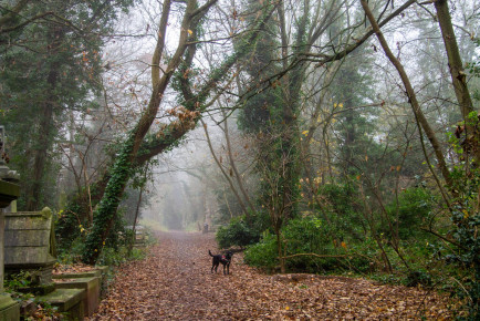 Misty