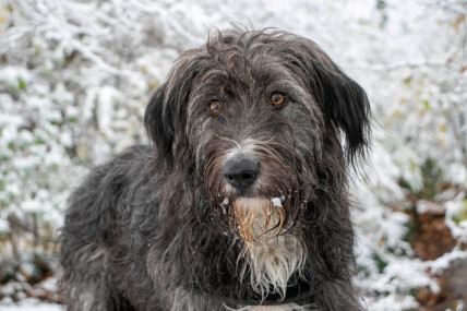 Flo in the Snow