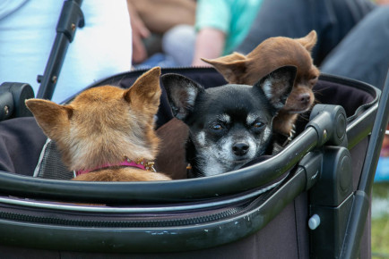 Protected: Peckham Rye Fête & Dog Show 2023