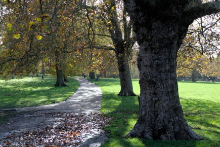 Peckham Rye Park November 2023