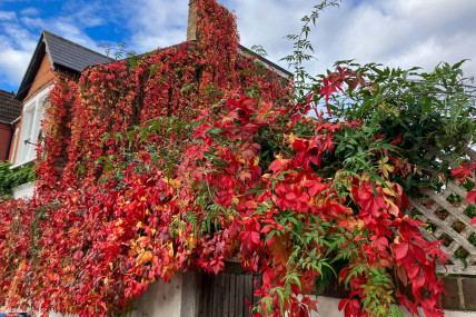 Autumn leaves